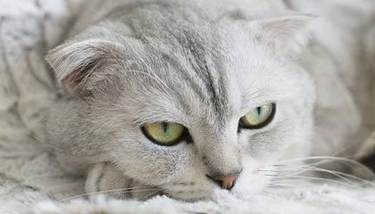 九游体育网页：让体育热爱在指尖放大——全方位体验指南