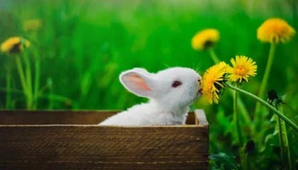 九游体育网页：让体育热爱在指尖放大——全方位体验指南